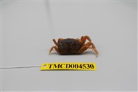 藏品(萬歲大眼蟹)的圖片